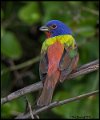 _6SB2407 painted bunting